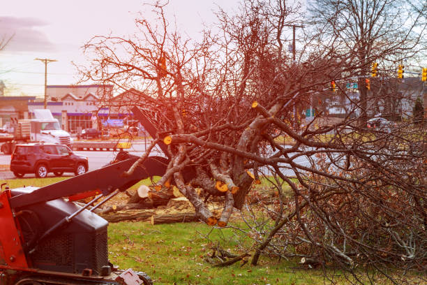 Best Stump Grinding and Removal  in La Puebla, NM