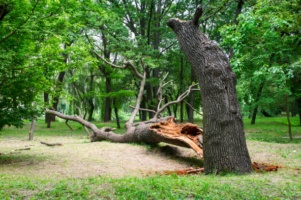 Professional Tree Care in La Puebla, NM