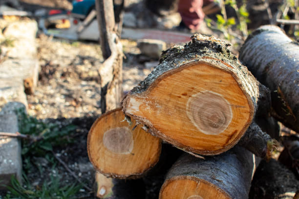 How Our Tree Care Process Works  in  La Puebla, NM