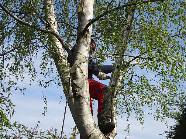 Leaf Removal in La Puebla, NM